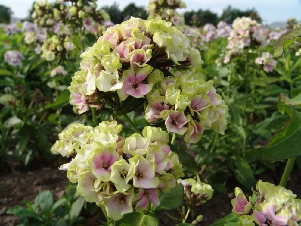 Høstfloks 'Sherbet Blend'